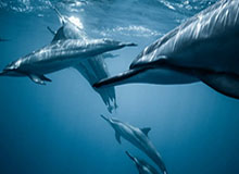 王曼昱因伤退出全运会乒乓球项目后续比赛